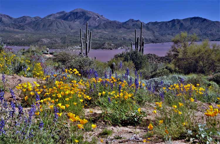 wildflowers